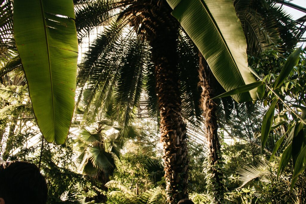 Investing in Colombia's Wellness Retreat Industry: The Legal Guide Every International Founder Should Read Viewing the dense foliage of a tropical rainforest with tall palm trees and sunlight filtering through.