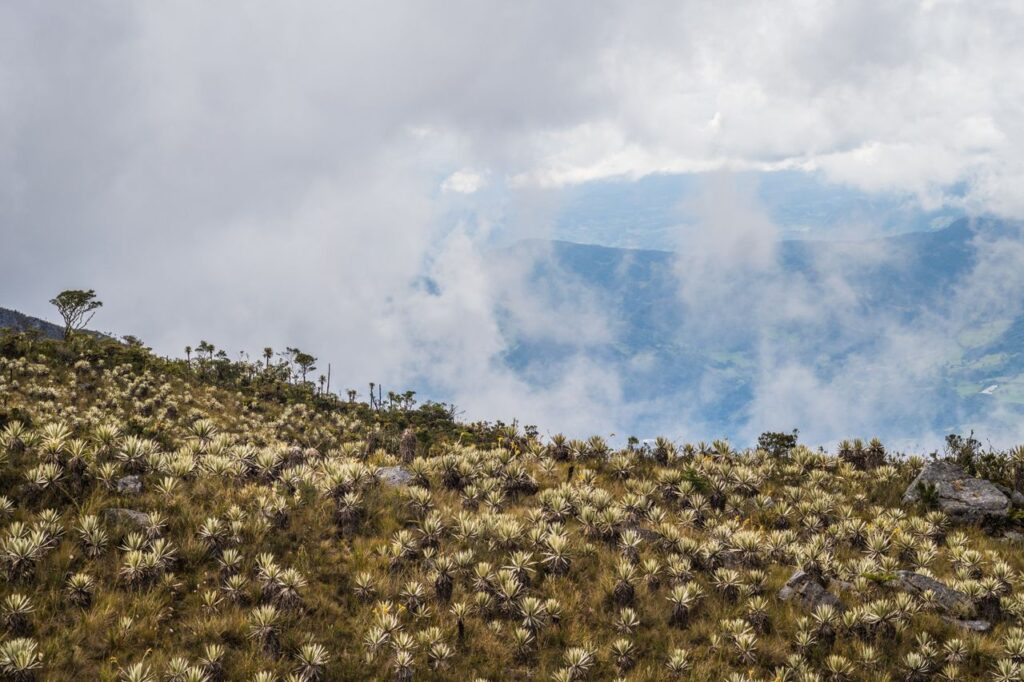 pexels photo 28154581 28154581 Stunning landscape of frailejón plants in Choachí, Colombia's lush mountains, under a dramatic sky.